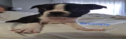 Boston Terrier dogs for sale: Snoopy - Ad 3