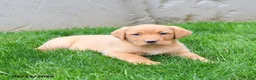Labrador Retriever dogs for sale: Elodie - Ad 2
