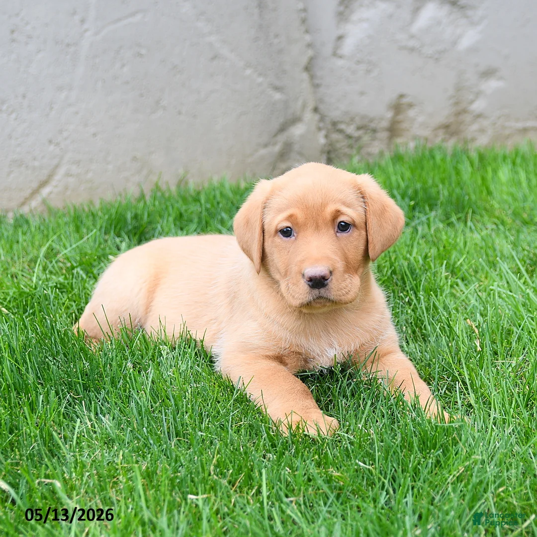 Labrador Retriever dogs for sale: Elodie - Ad 2