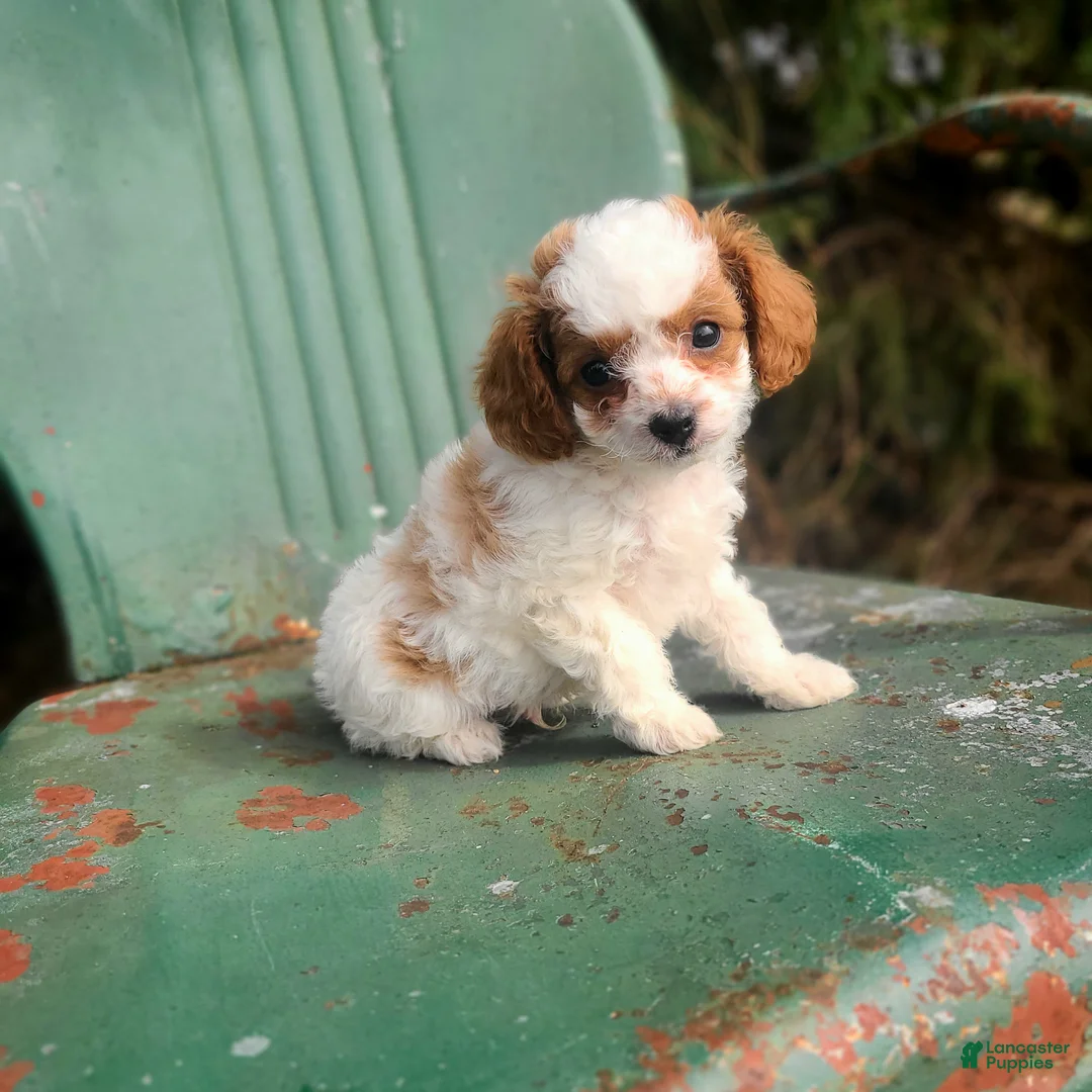 Cavapoo dogs for sale: Bear - Ad 1