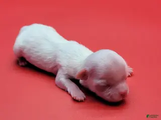 Maltese dogs Maltese Puppy 2 - Ad 1