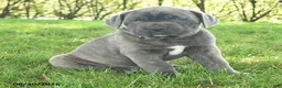 Cane Corso dogs for sale: Robot - Ad 4