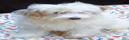 Maltipoo dogs for sale: Sage - Ad 5