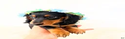 Miniature Dachshund dogs for sale: AKC Badger - Ad 8
