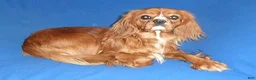 Cavapoo dogs for sale: Rusty - Ad 8