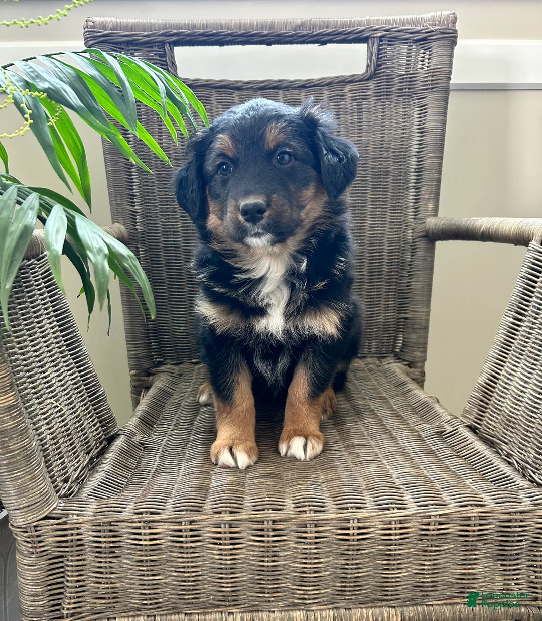 Australian Shepherd dogs for sale: Luna - Ad 1