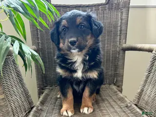Australian Shepherd dogs for sale: Luna - Ad 4