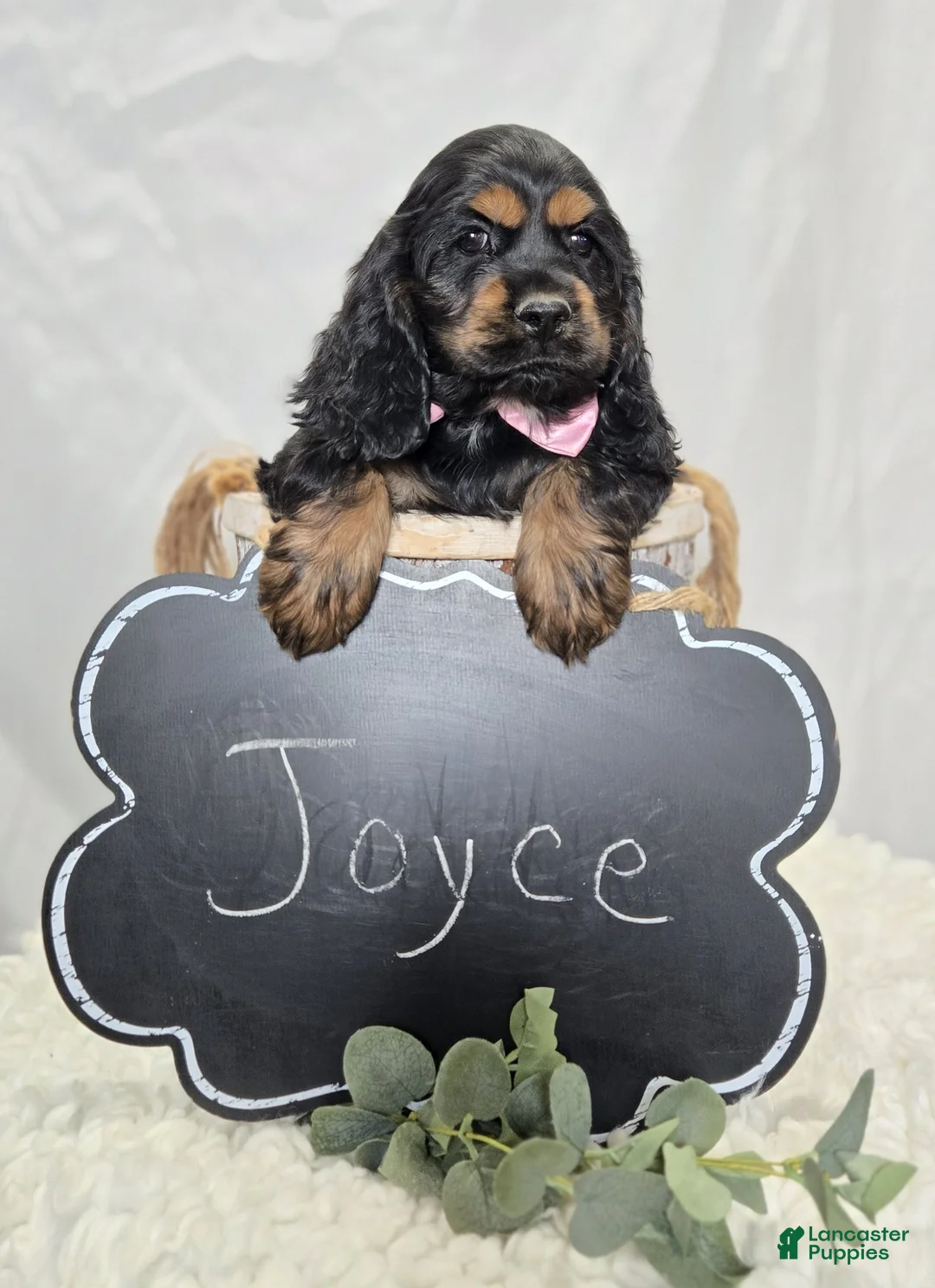 Cocker Spaniel dogs for sale: Joyce - Ad 2