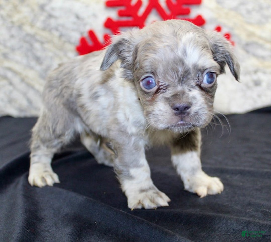 French Bulldog dogs for sale: Nate - Ad 3