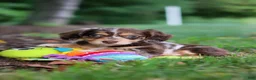 Miniature Dachshund dogs for sale: Abby - Ad 7