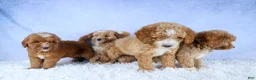 Mini Goldendoodle dogs for sale: 🐾 Meet Natasha – F2B Mini Goldendoodle Puppy 🐾 - Ad 19