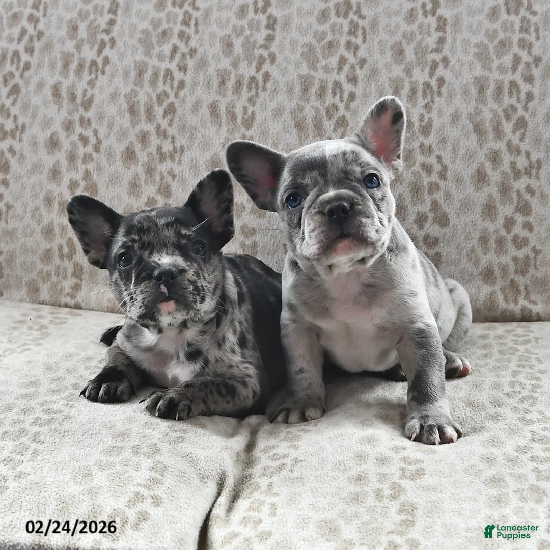 Frenchton dogs for sale: Brian - Ad 3