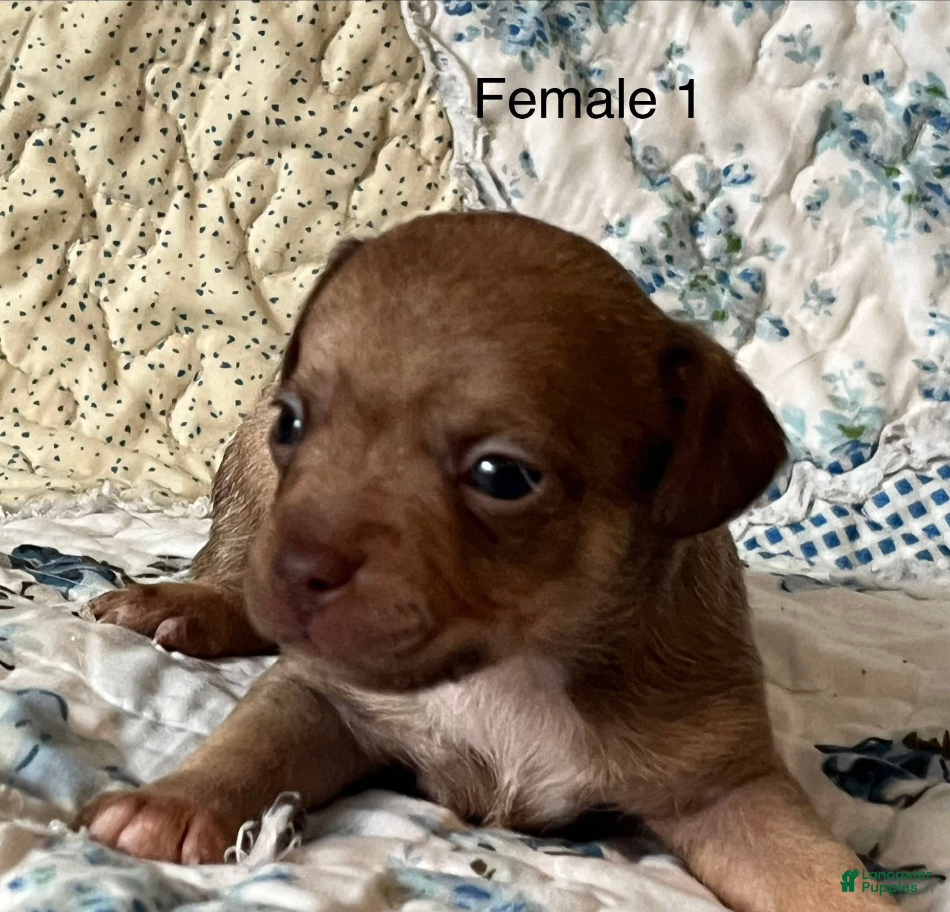 Chiweenie dogs Chiweenie 5 - Ad 2