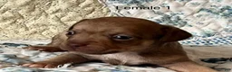 Chiweenie dogs for sale: Chiweenie 5 - Ad 2