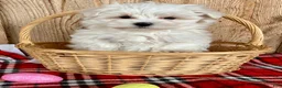 Maltese dogs for sale: Ollie - Ad 3