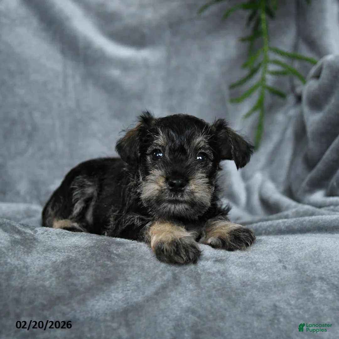 Miniature Schnauzer dogs for sale: Benedict - Ad 3