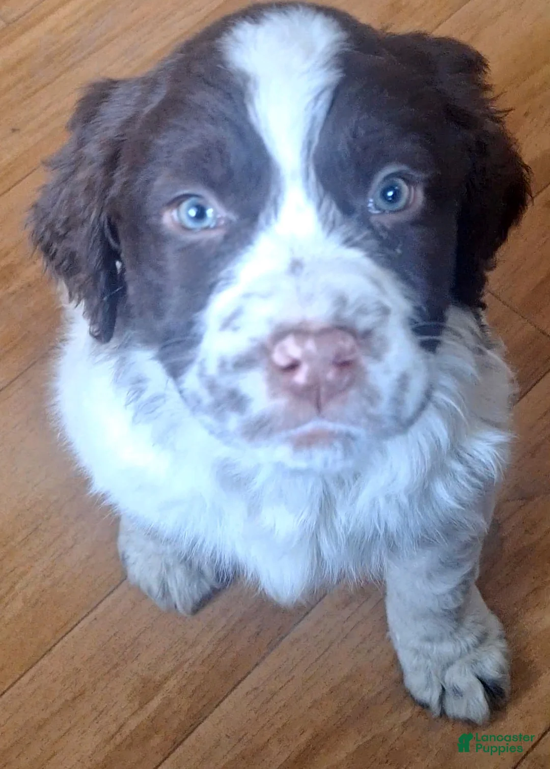 English Springer Spaniel dogs for sale: Benji - Ad 2