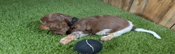 Miniature Dachshund dogs for sale: Sweetie Boy 6 - Ad 6