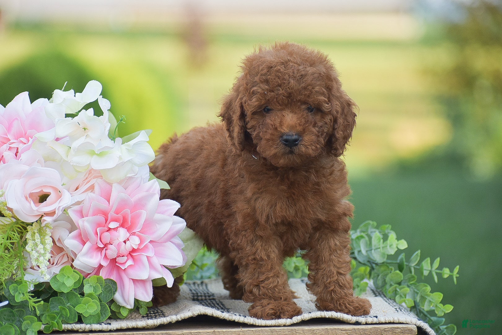 Mini Goldendoodle dogs Owen (F1BB) - Ad 1