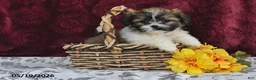 Shih Tzu dogs for sale: Snowball - Ad 5