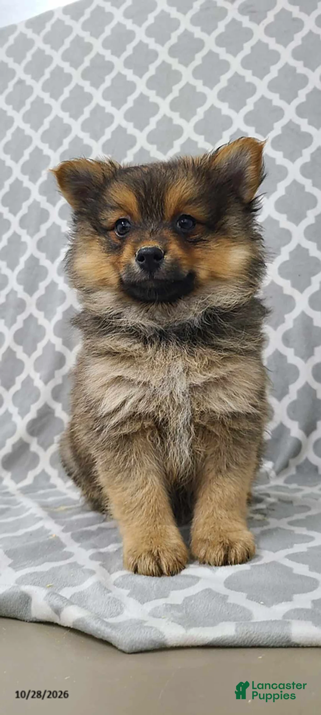 Pomeranian dogs for sale: Mason - Ad 1