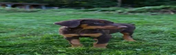 Doberman Pinscher dogs for sale: ROSCOE - Ad 8