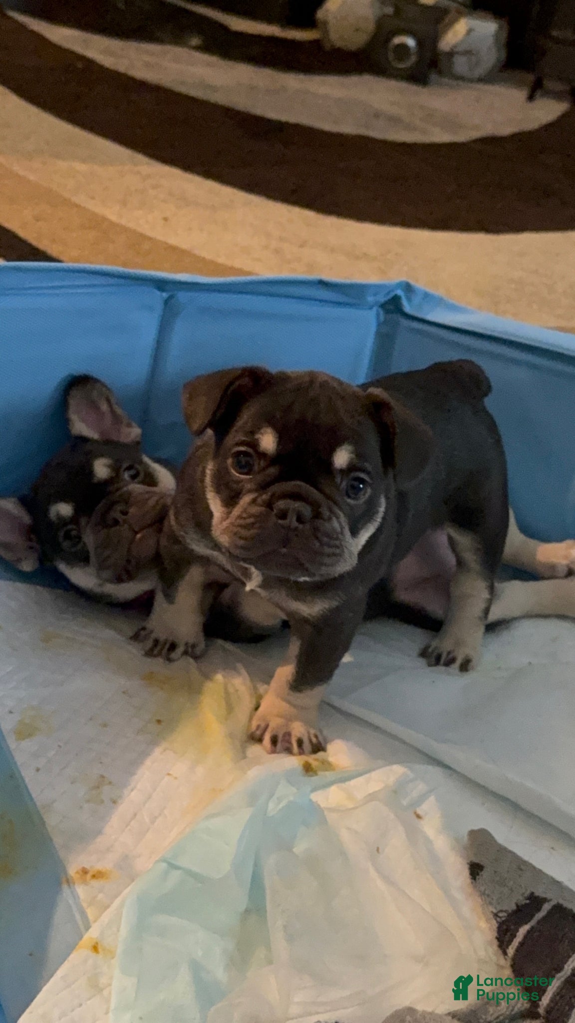 French Bulldog dogs for sale: French Bulldog Puppy 2 - Ad 1