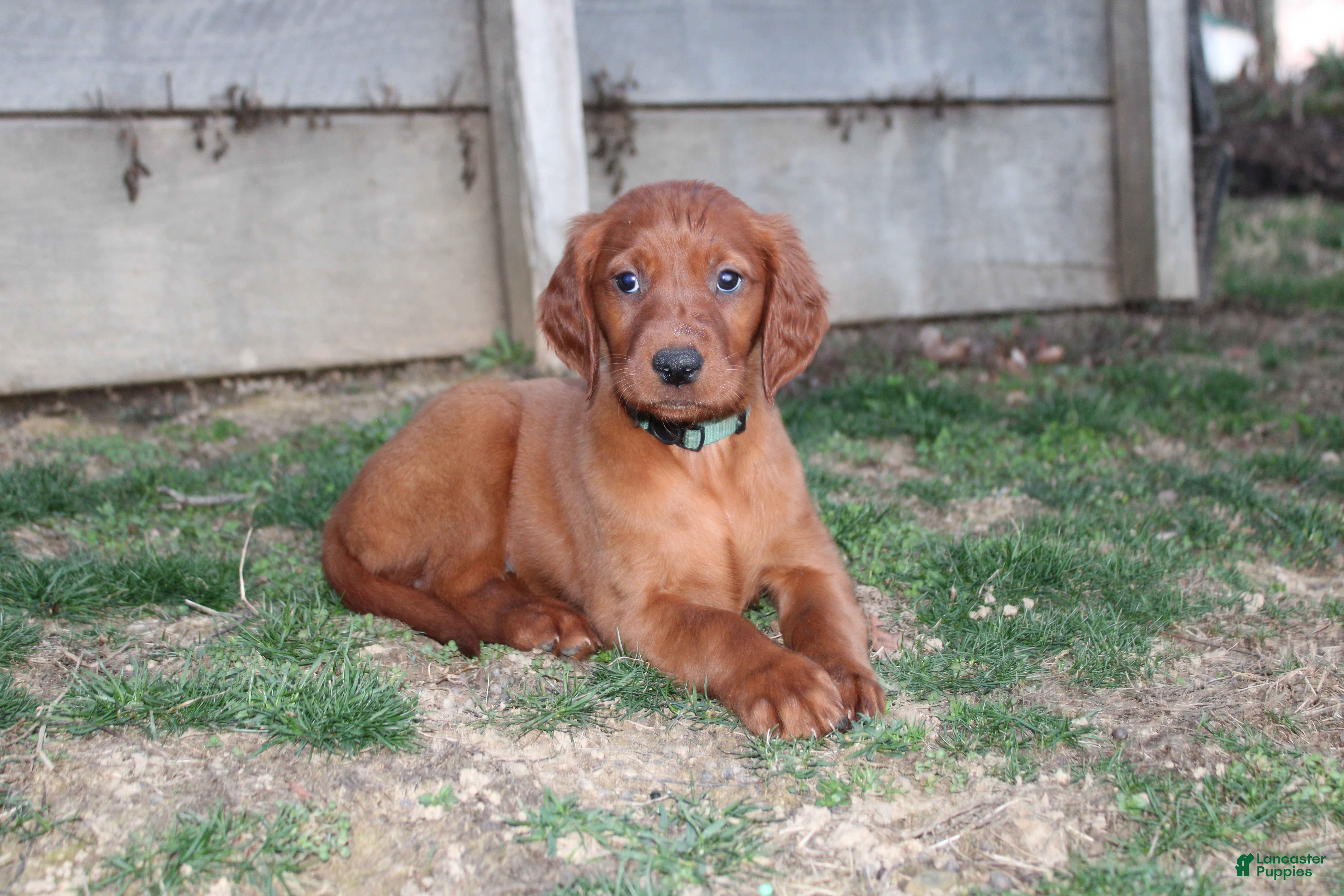 Mixed Breed dogs bella - Ad 1