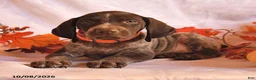 German Shorthaired Pointer dogs for sale: Captain - Ad 3
