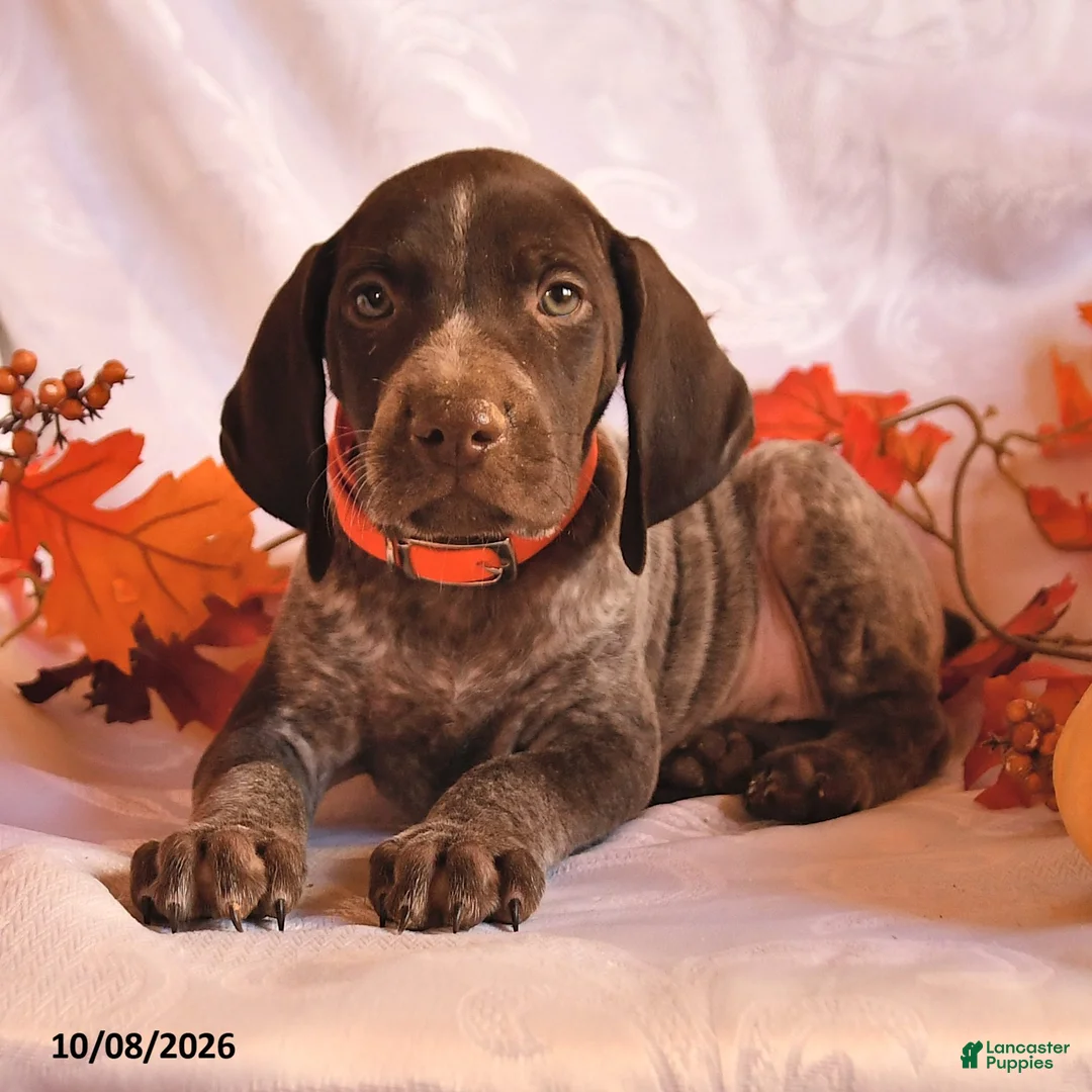 German Shorthaired Pointer dogs for sale: Captain - Ad 3