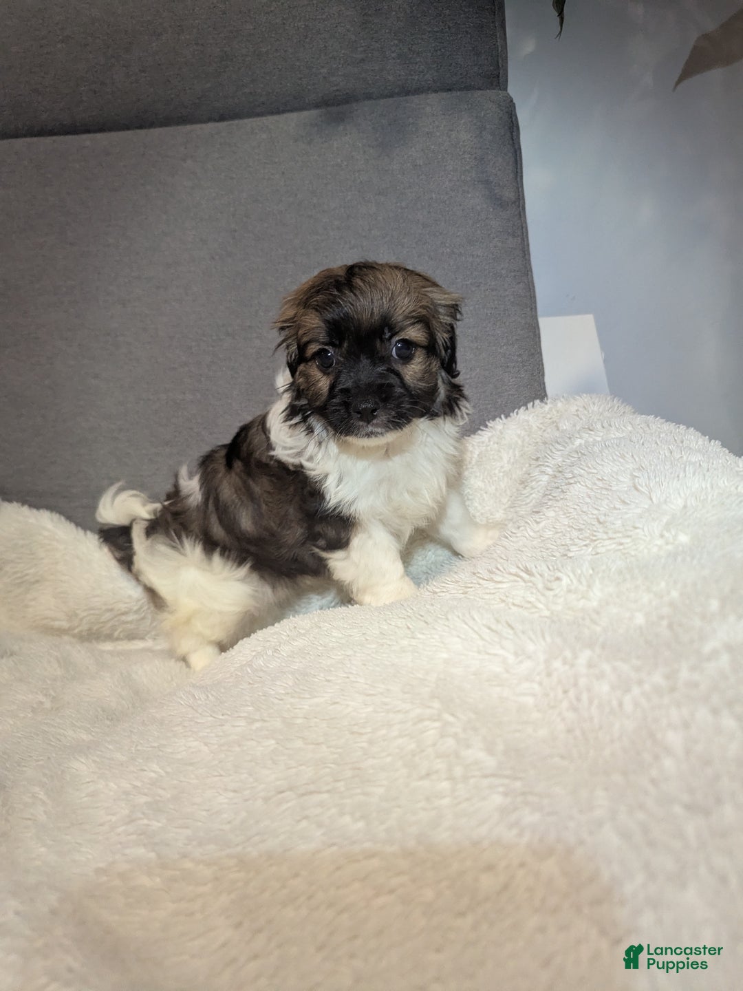 Havanese dogs for sale: Buddy (short haired) - Ad 3