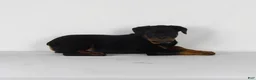 Rottweiler dogs for sale: Rottweiler Puppy 7 - Ad 3