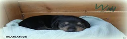 Dachshund dogs for sale: Will  - Ad 4