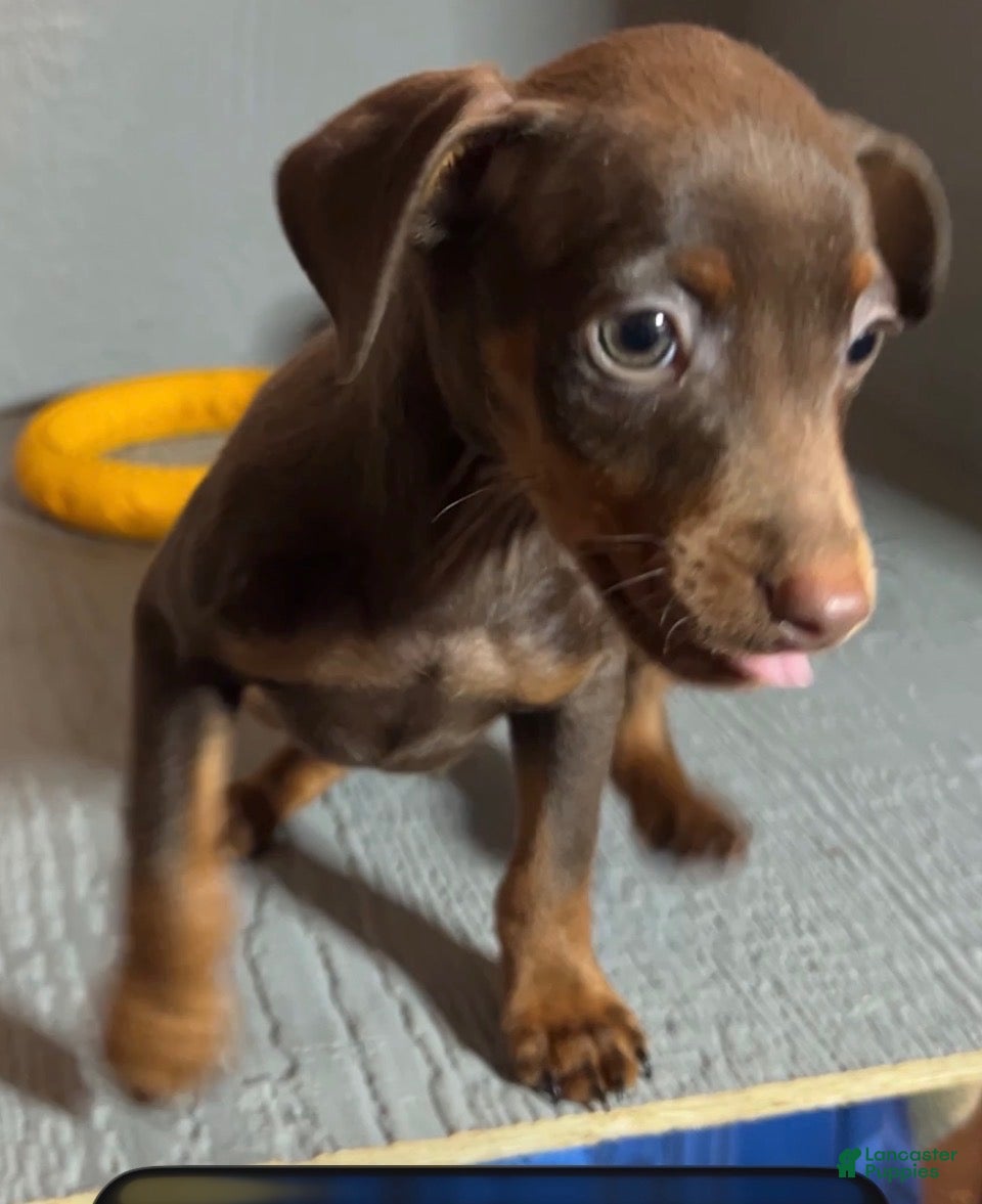 Miniature Pinscher dogs Teddy - Ad 17