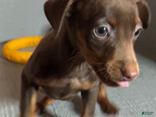 Miniature Pinscher dogs Teddy - Ad 16