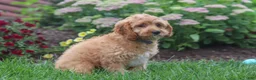 Cavapoo dogs for sale: Clyde - Ad 4
