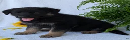 German Shepherd dogs for sale: Dani - Ad 15