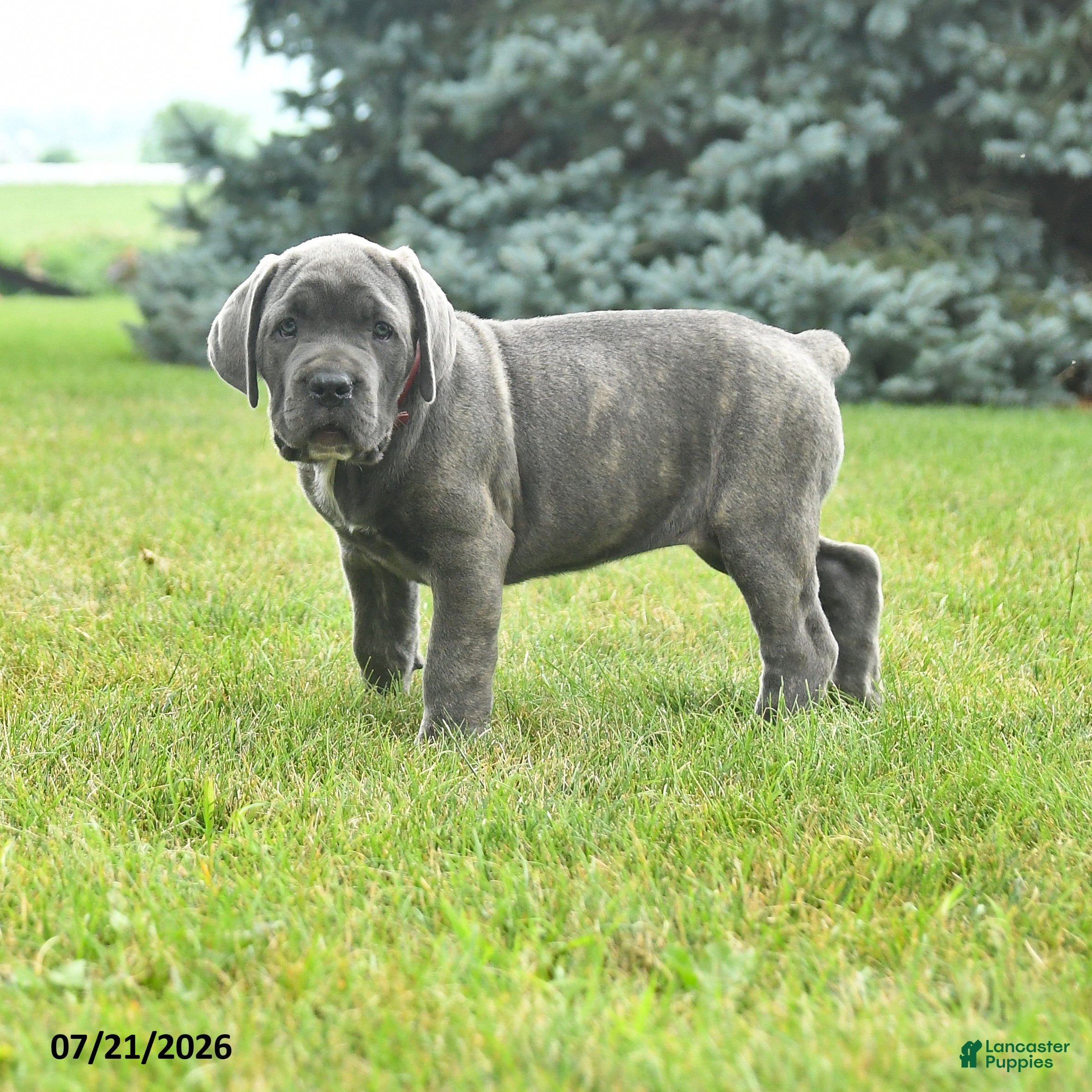 Cane Corso dogs Rubarb - Ad 1