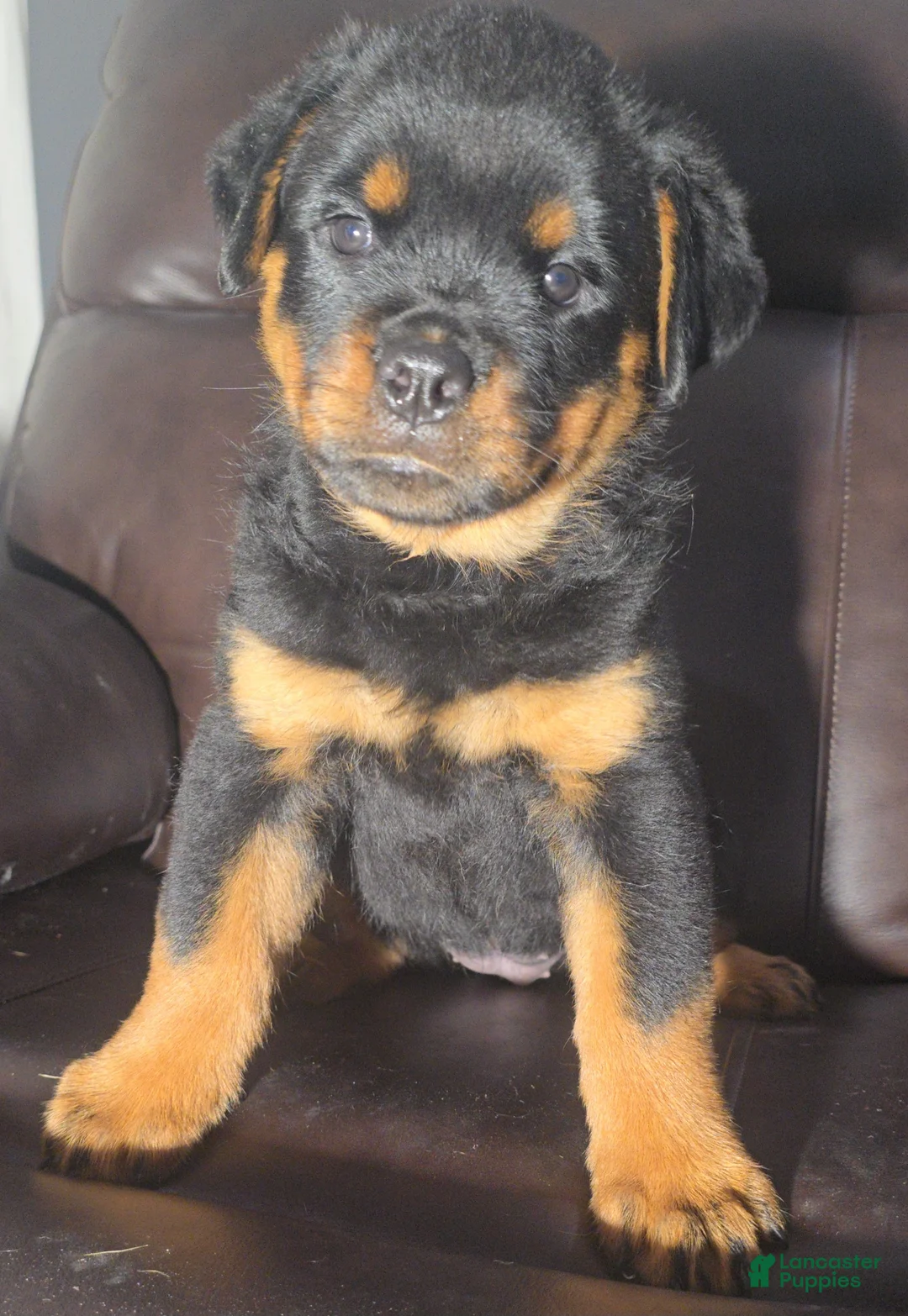 Rottweiler dogs for sale: Yellow Girl  - Ad 2