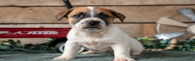 Peanut