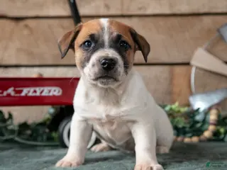 Jack Russell Terrier dogs for sale: Peanut - Ad 2
