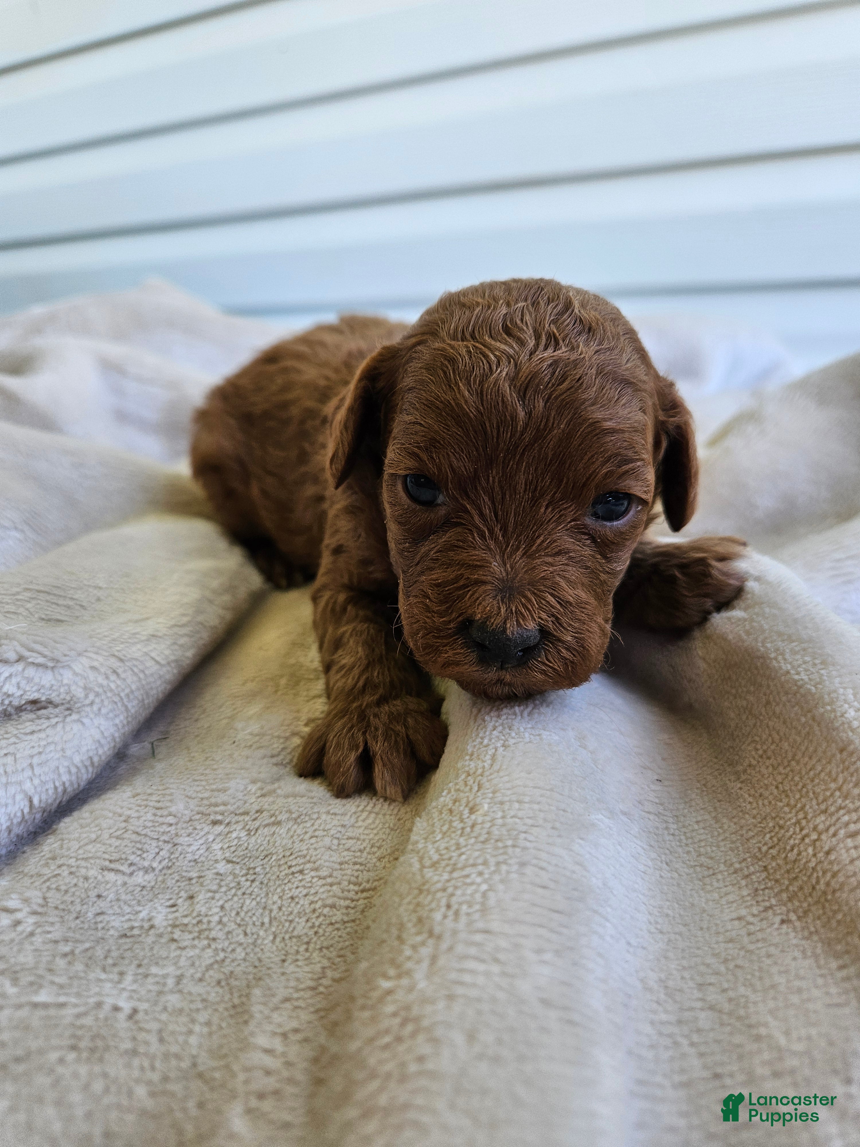 Cavapoo dogs Sadie - Ad 42