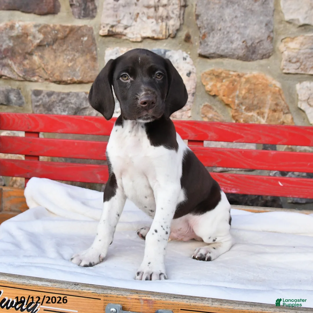 German Shorthaired Pointer dogs for sale: Pepsi - Ad 3