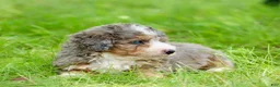 Mini Bernedoodle dogs for sale: Simba  - Ad 3