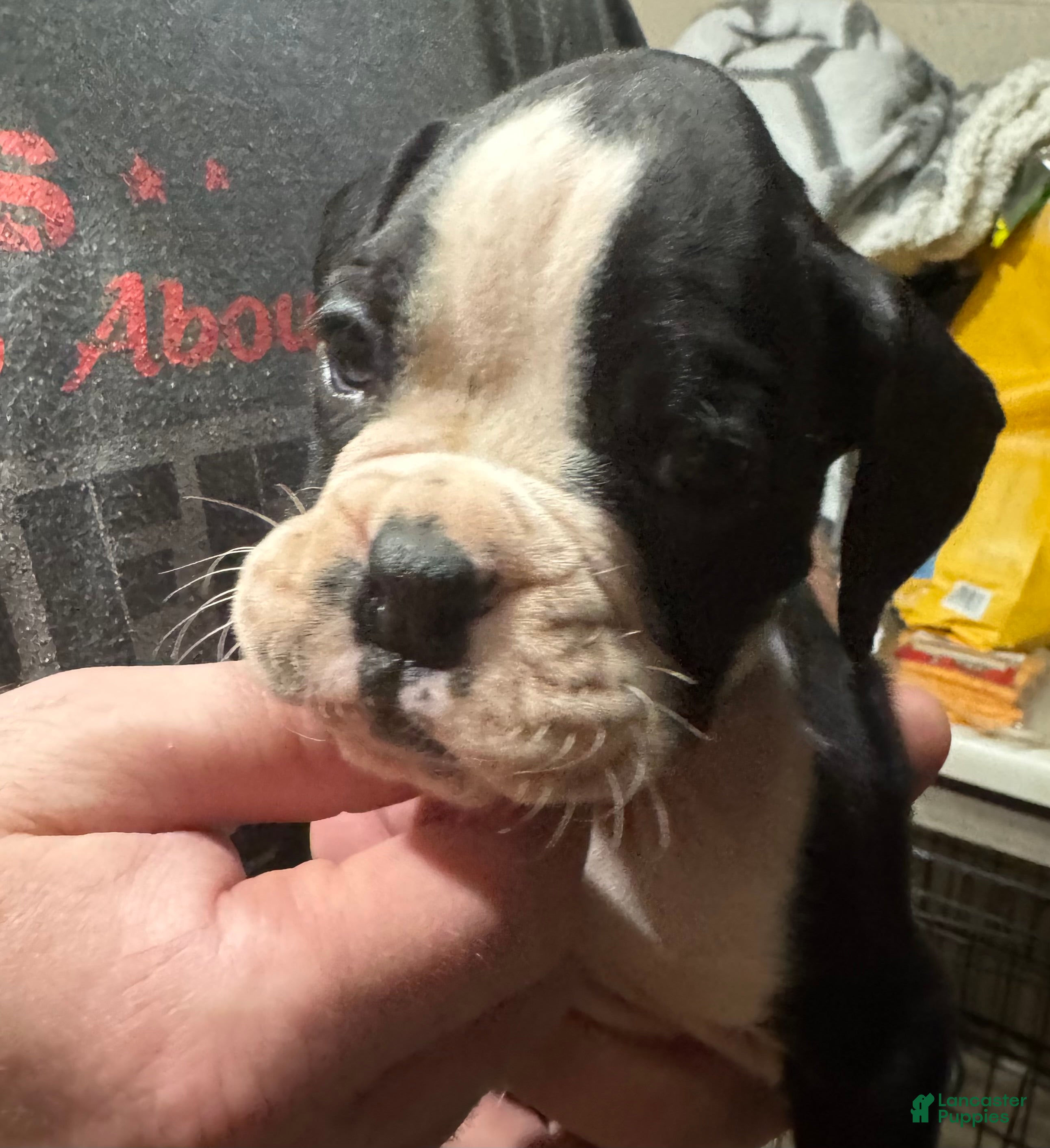 Boxer dogs Oden - Ad 15