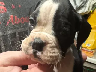 Boxer dogs Oden - Ad 15