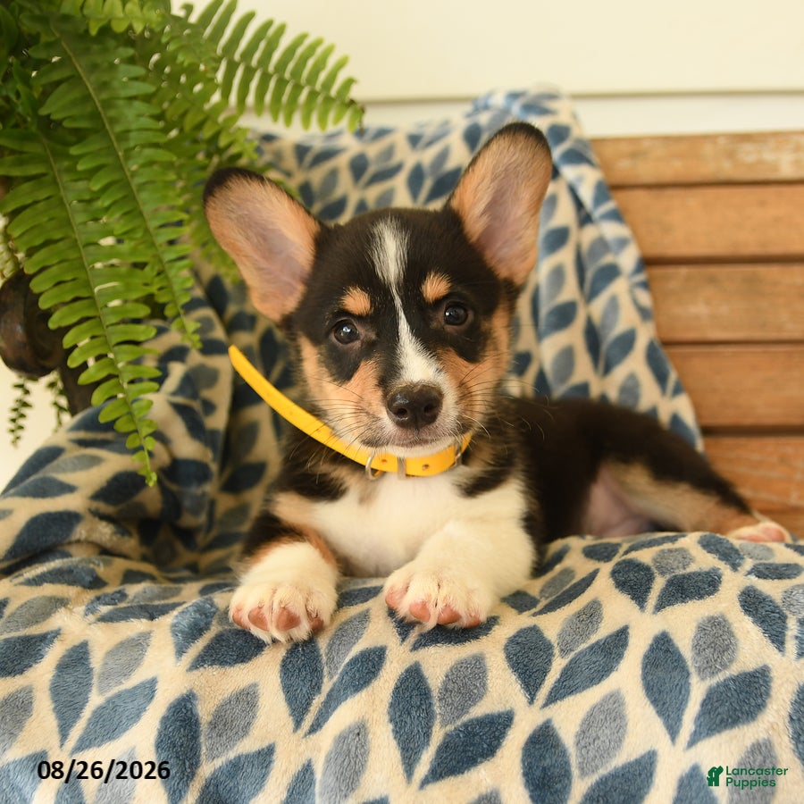 Welsh Corgi Pembroke dogs Scooter - Ad 2