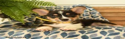 Welsh Corgi Pembroke dogs for sale: Scooter - Ad 2