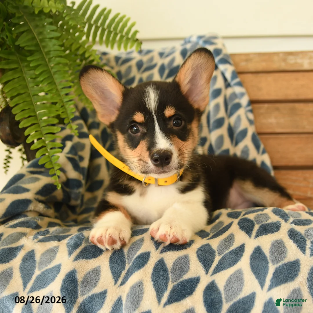 Welsh Corgi Pembroke dogs for sale: Scooter - Ad 2