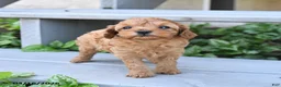 Cavapoo dogs for sale: Precious - Ad 2